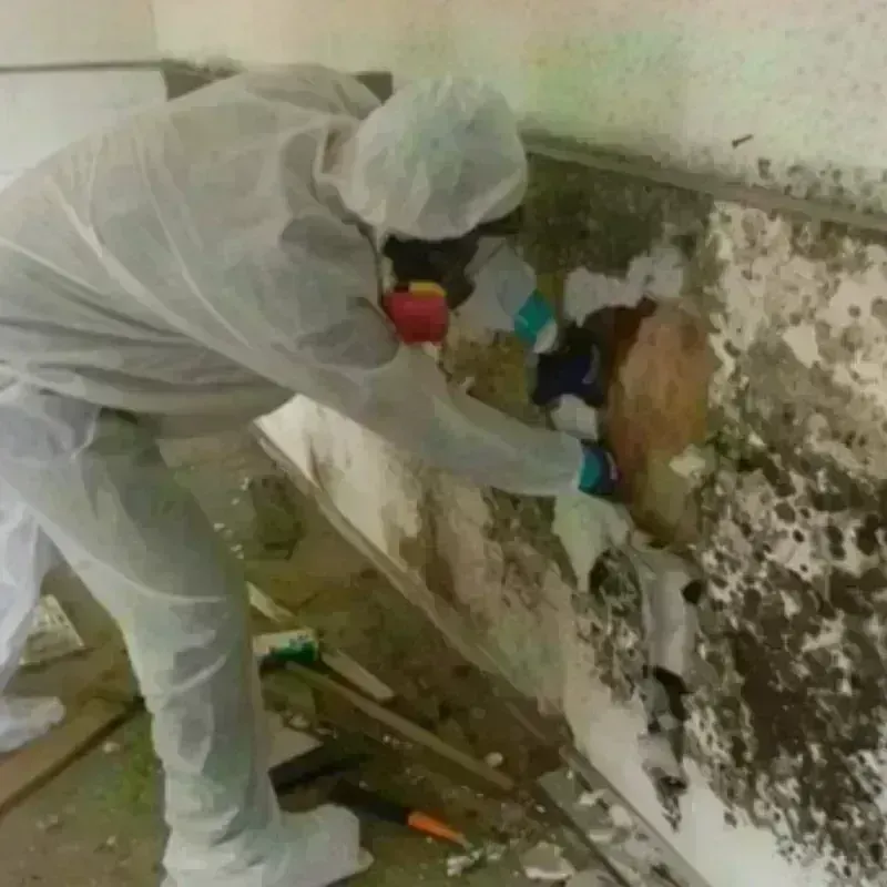 Mold Remediation and Removal in Windham County, CT